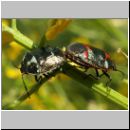 Eurydema oleraceum - Kohlwanze 02.jpg